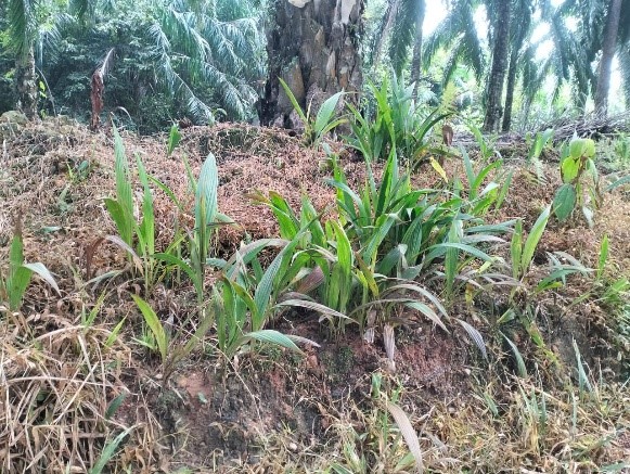 7 Days After Treatment