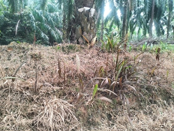 14 Days After Treatment