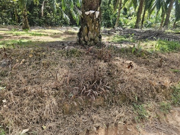 21 Days After Treatment