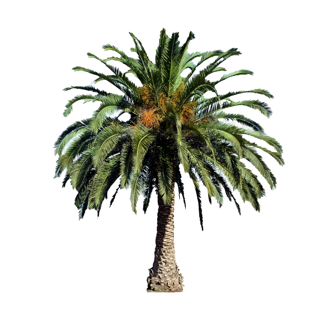 Oil Palm