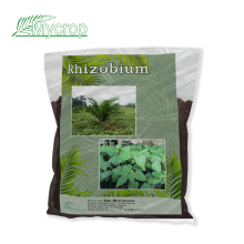 Rhizobium